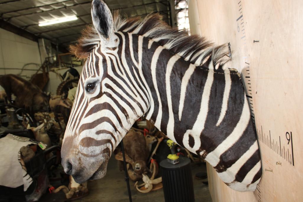 ZEBRA Shoulder Mount - 8