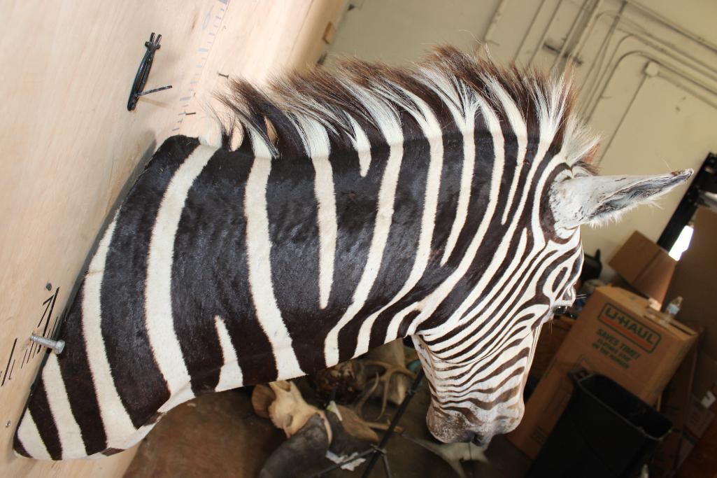 ZEBRA Shoulder Mount - 9