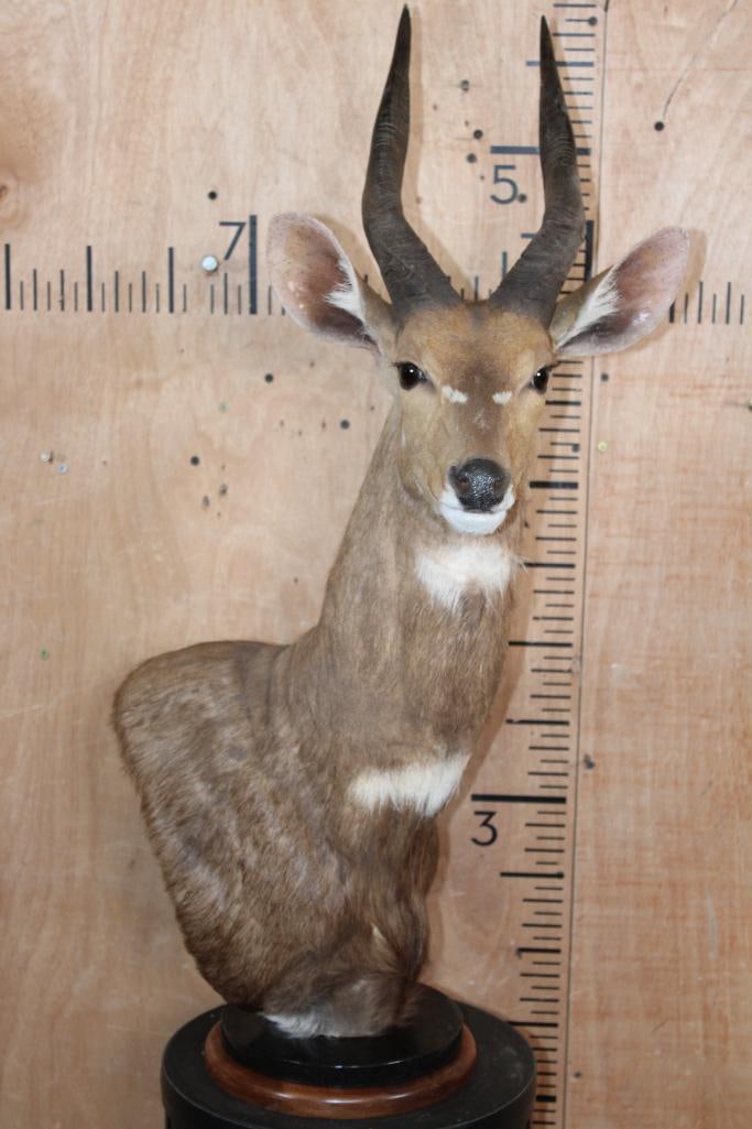 BUSHBUCK Table Pedestal Mount (1 of 7)