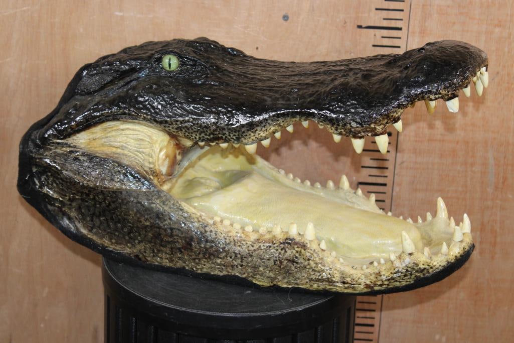 XXL ALLIGATOR Head with All its Teeth (1 of 7)