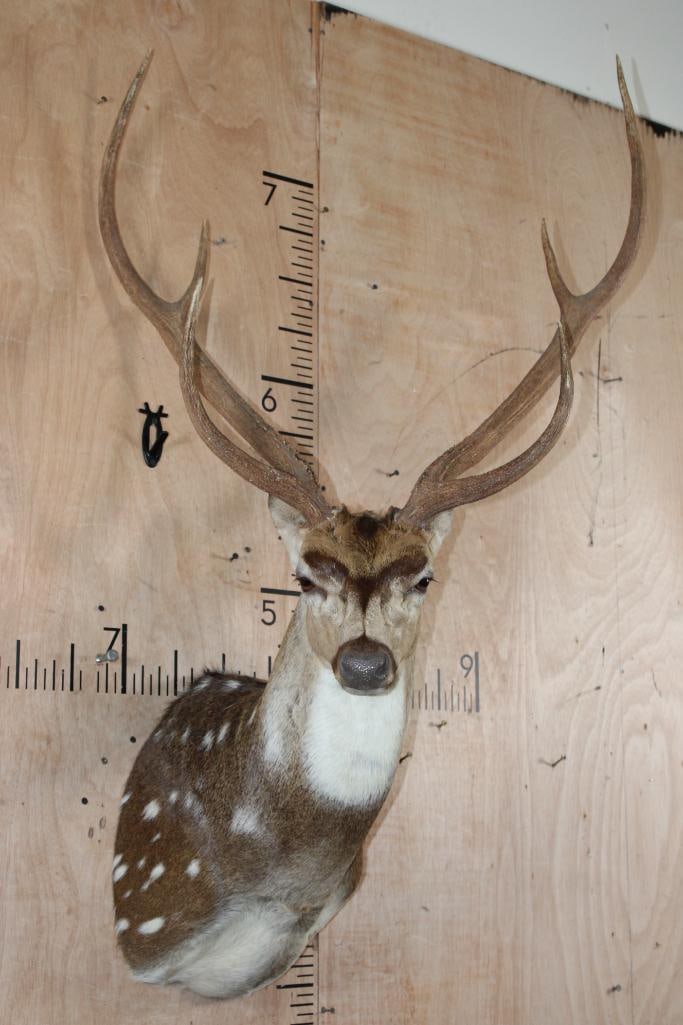 XL AXIS DEER Shoulder Mount: Very Nice XL AXIS DEER Shoulder Mount. It has a 28.75" Spread and is in Very Good Condition. TAXIDERMY 
