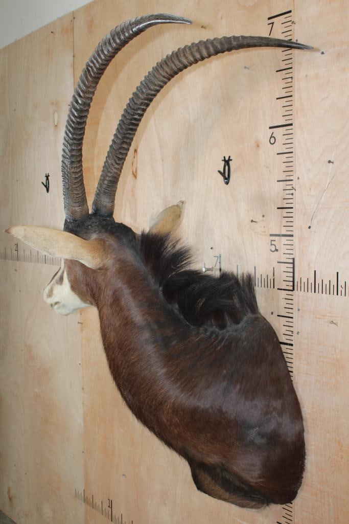 XL SABLE Shoulder Mount - 3