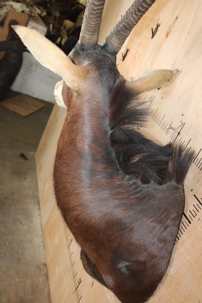 XL SABLE Shoulder Mount - 4