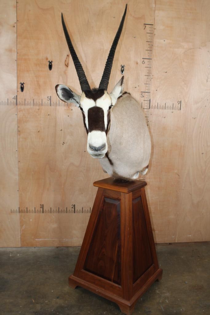 XL GEMSBOK on a Wood Pedestal: Very Nice, Clean, and Newer XL GEMSBOK. The Horns measure 39 1/8" and 38.25" Long. It is mounted on a stationary, pyramid shaped Wood Pedestal and is in Very Good Condition. TAXIDERMY 