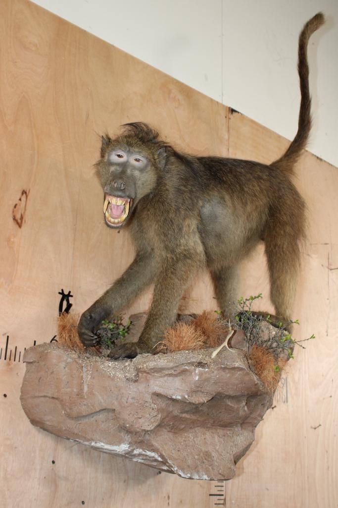 Life-sized BABOON on a Decorative Rock Wall Base: Very Nice, Clean, and Newer Life-sized BABOON. It is mounted on a decorative Rock Wall Base. The Total Mount measures 30" Long x 53" Tall x 18" Depth and it is in Very Good Condition. TAXIDERMY 