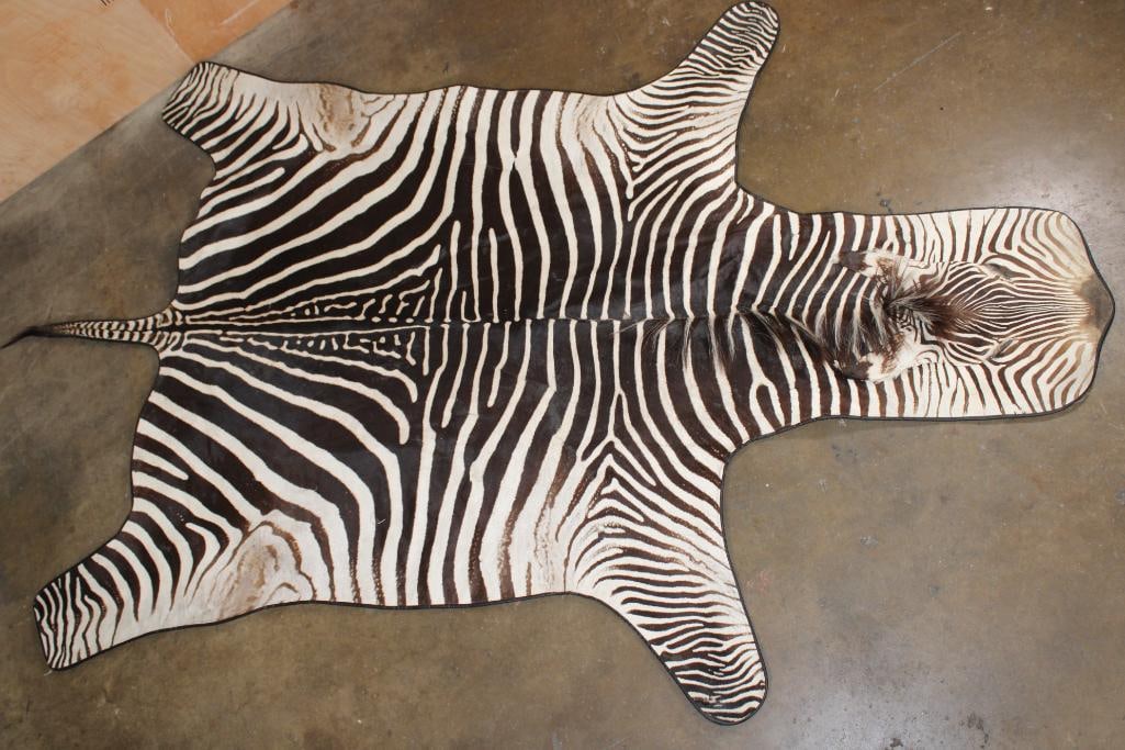 ZEBRA Hide Rug with Leather Piping and Carpet Backing: Very Nice, Clean, and Newer ZEBRA Hide Rug. It has vibrant stripes, Leather Piping, and Carpet Backing. It measures 115" Long x 72" Wide and is in Very Good Condition. TAXIDERMY 