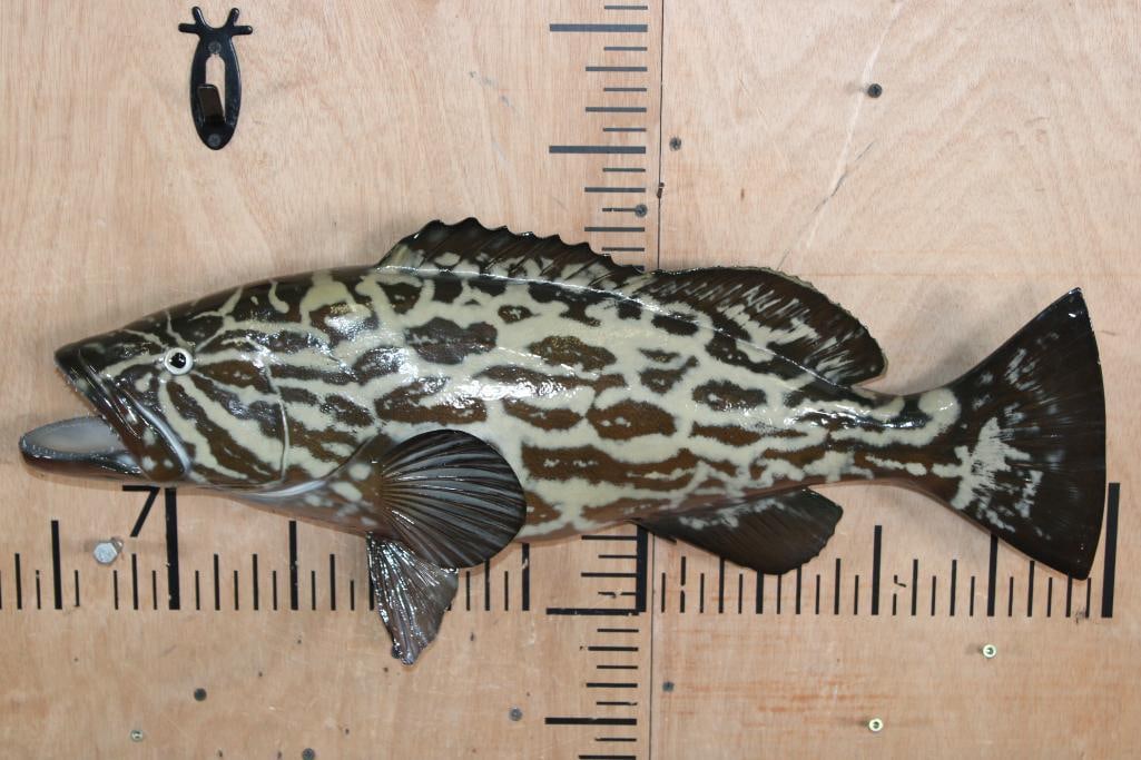 Reproduction GAG GROUPER or VELVET ROCKFISH Mount: Very Nice Reproduction GAG GROUPER or VELVET ROCKFISH Mount. It measures 26.25" Long and is in Very Good Condition. TAXIDERMY FISH