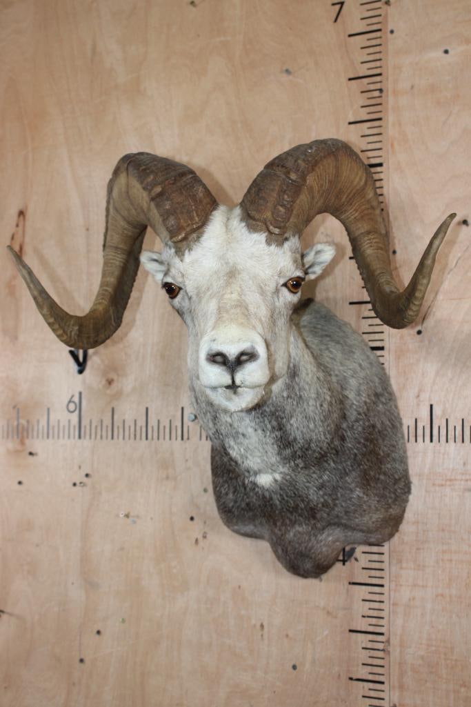 Big FANNIN SHEEP Ram Shoulder Mount: Nice and Clean FANNIN SHEEP Ram Shoulder Mount. The Horns measure 35" Long and 13.25" around the Horn Base and 35.25" Long and 13.25" around the Horn Base. It has a 23" Spread and it is in Very Good C