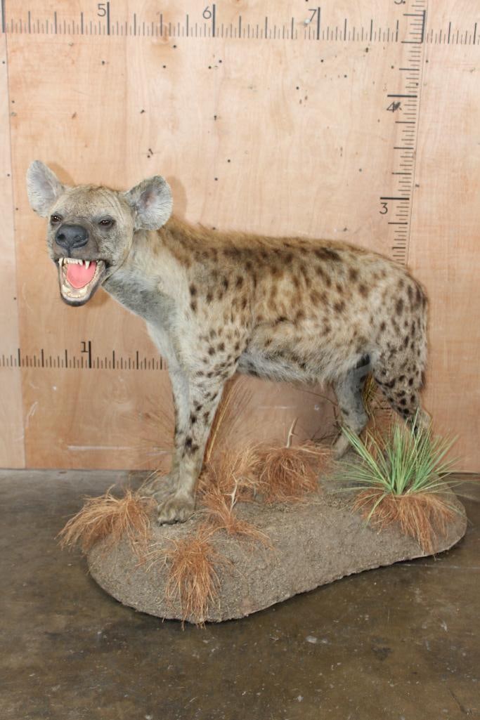 Life-sized SPOTTED HYENA on a Decorative Base with Wheels: Very Nice, Clean, and Newer Life-sized SPOTTED HYENA. It is mounted on a Decorative Base with Wheels. It measures 53 1/8" Long x 24" Wide x 43 1/8" Long. It is in Very Good Condition. TAXI