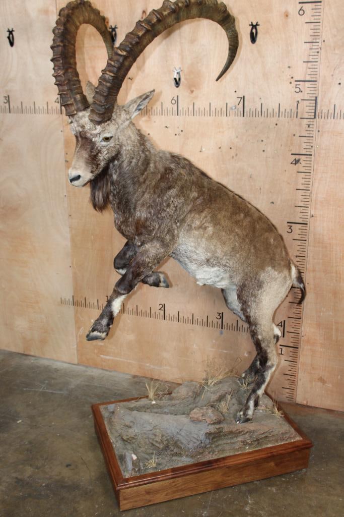Big Life-sized NUBIAN IBEX on Wood Base: Very Nice, Clean, and Newer Life-sized NUBIAN IBEX. The Horns measure 44" and 43.25" Long. He is mounted on a Stationary Wood Base and the Total Mount measures 41" Long x 29" Wide x 72" Tall. It is