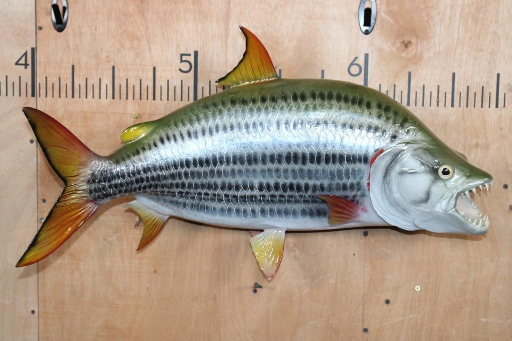 XL Reproduction AFRICAN TRIGGERFISH Mount: Very Nice XL Reproduction AFRICAN TRIGGERFISH Mount. It measures 32" Long, has a great paint job, and is in Very Good Condition. TAXIDERMY FISH 