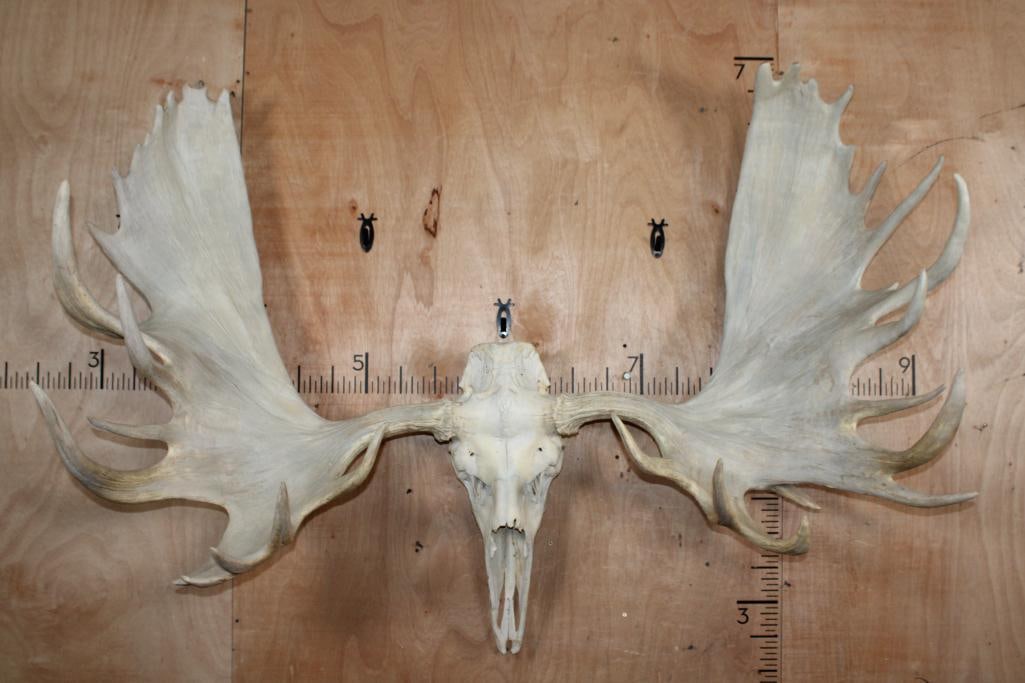 Massive 34-Point XXL MOOSE Skull: Massive 34-Point XXL MOOSE Skull. It has a 65.5" Spread and All its Teeth. TAXIDERMY SKULLS 