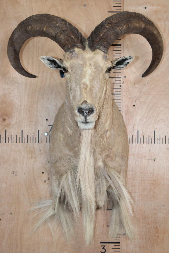 AOUDAD Shoulder Mount (1 of 6)