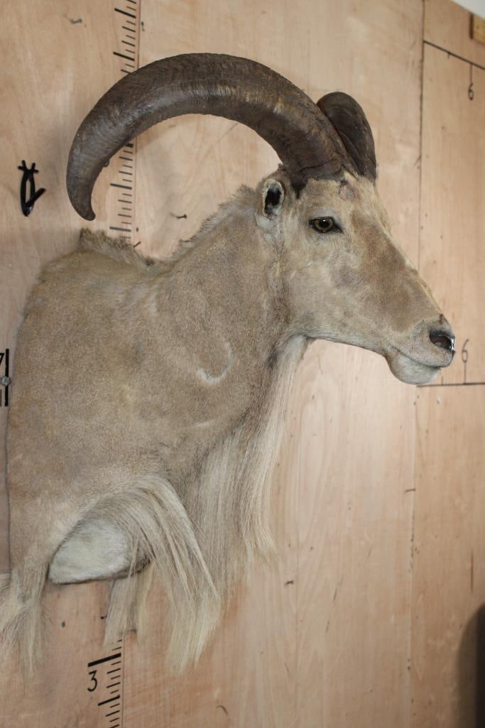 AOUDAD Shoulder Mount - 2