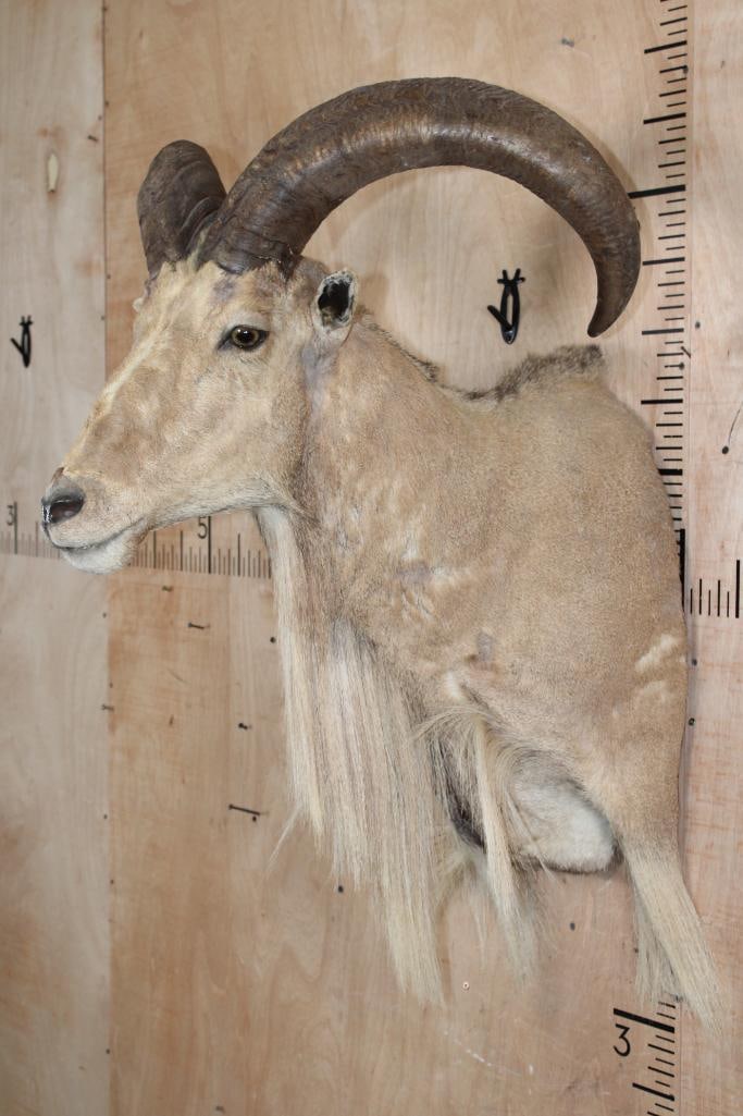 AOUDAD Shoulder Mount - 3