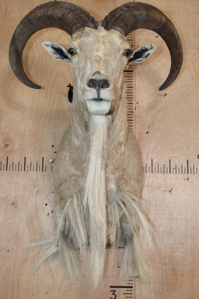 AOUDAD Shoulder Mount - 4