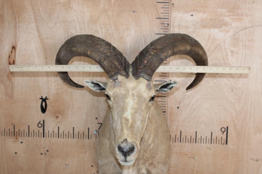 AOUDAD Shoulder Mount - 5