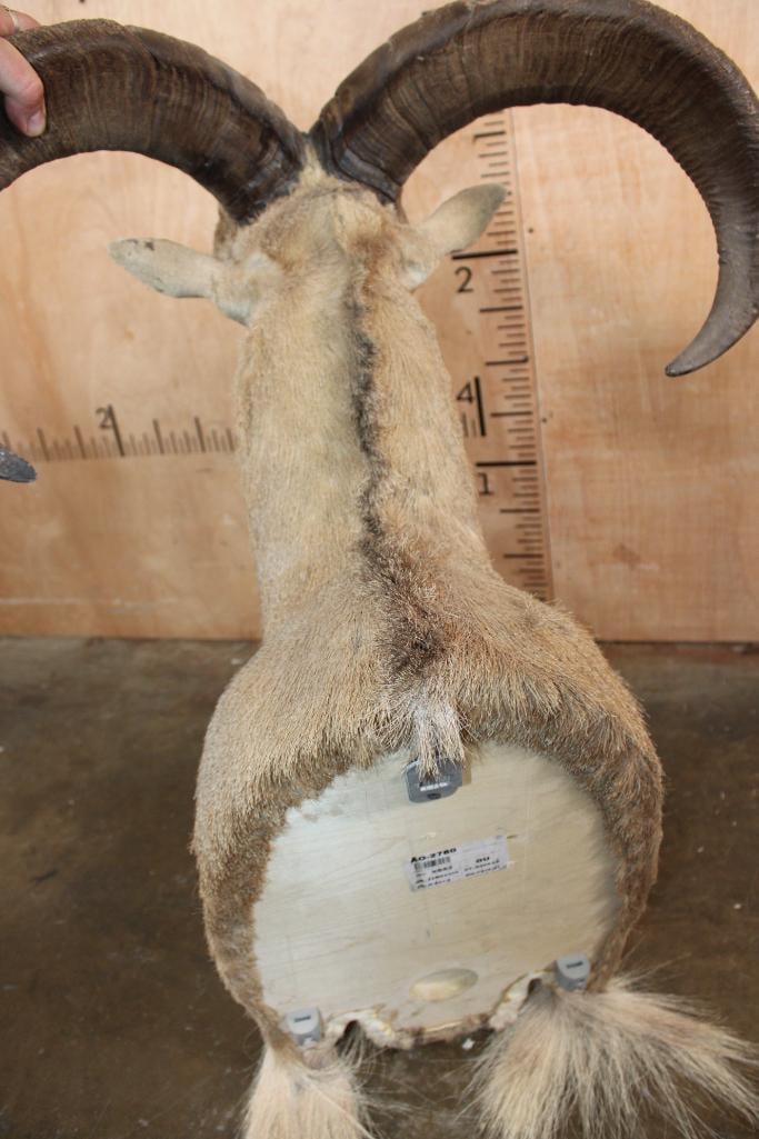 AOUDAD Shoulder Mount - 6