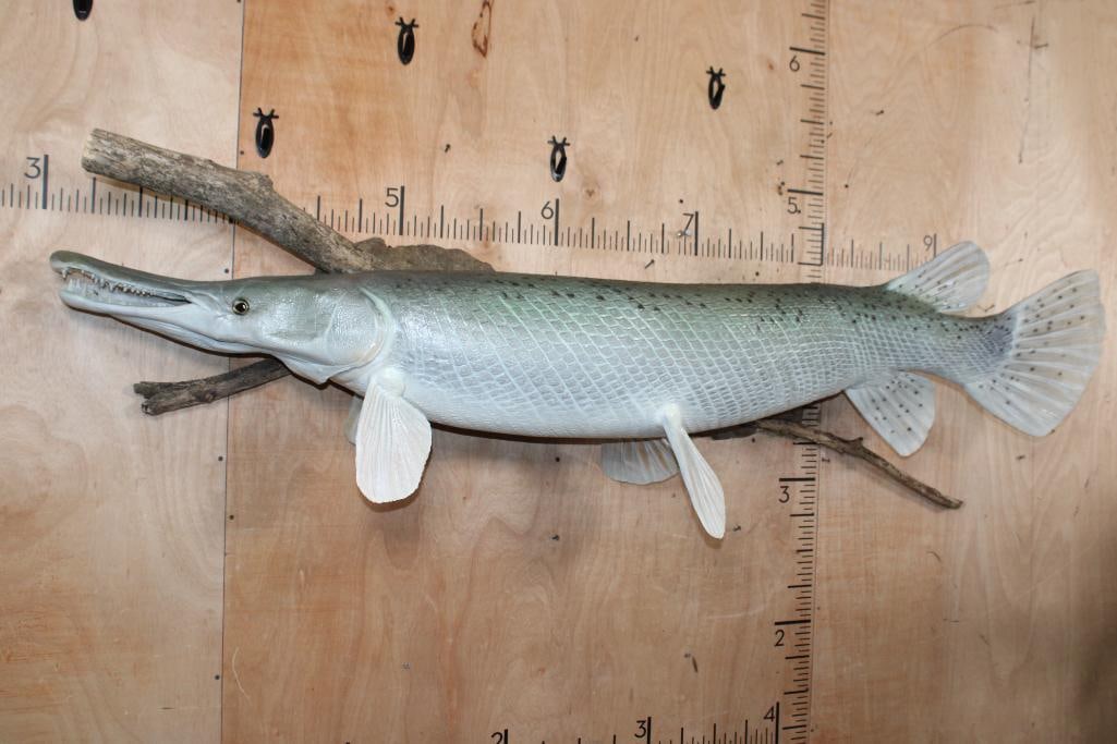 Huge ALLIGATOR GAR Reproduction Fish Mounted on Driftwood (1 of 11)