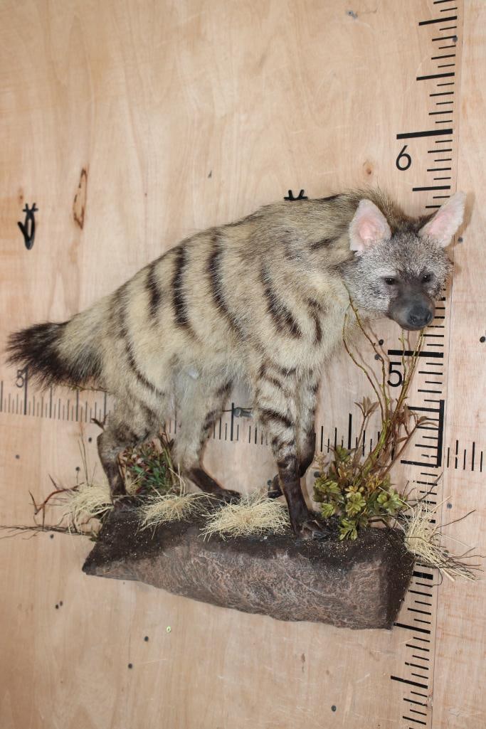 Life-sized AARDWOLF on a Lightweight Wall Hanging Base (1 of 8)