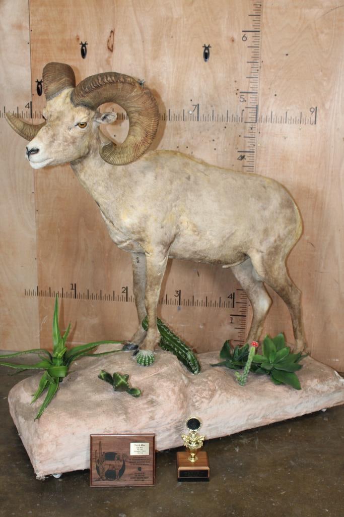 XXL 178-7/8 Scored Life-sized DESERT SHEEP on a Decorative Base with Wheels: XXL 178-7/8 Scored Life-sized DESERT SHEEP. It was "Taken" in 2015, the scars on its chest were acquired prior (in the wild). He is mounted on a Decorative Base with Wheels. The Total Mount measu