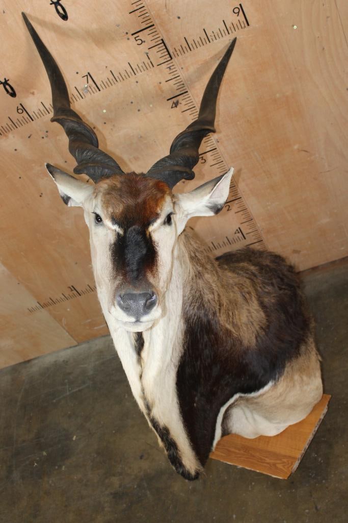 Massive XXL LORD DERBY Pedestal Mount with NO PEDESTAL: Absolutely Massive XXL LORD DERBY Pedestal Mount with NO PEDESTAL. This is a Very Nice, Clean, and Newer Mount. The Horns measure 47.25" and 47 7/8" around the Spiral. It looks New! TAXIDERMY 