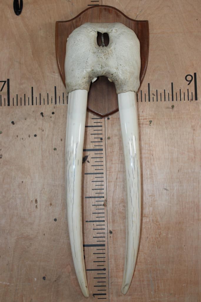 XL WALRUS Skull Mask with its Ivory Tusks Mounted on a Wood Plaque (1 of 8)