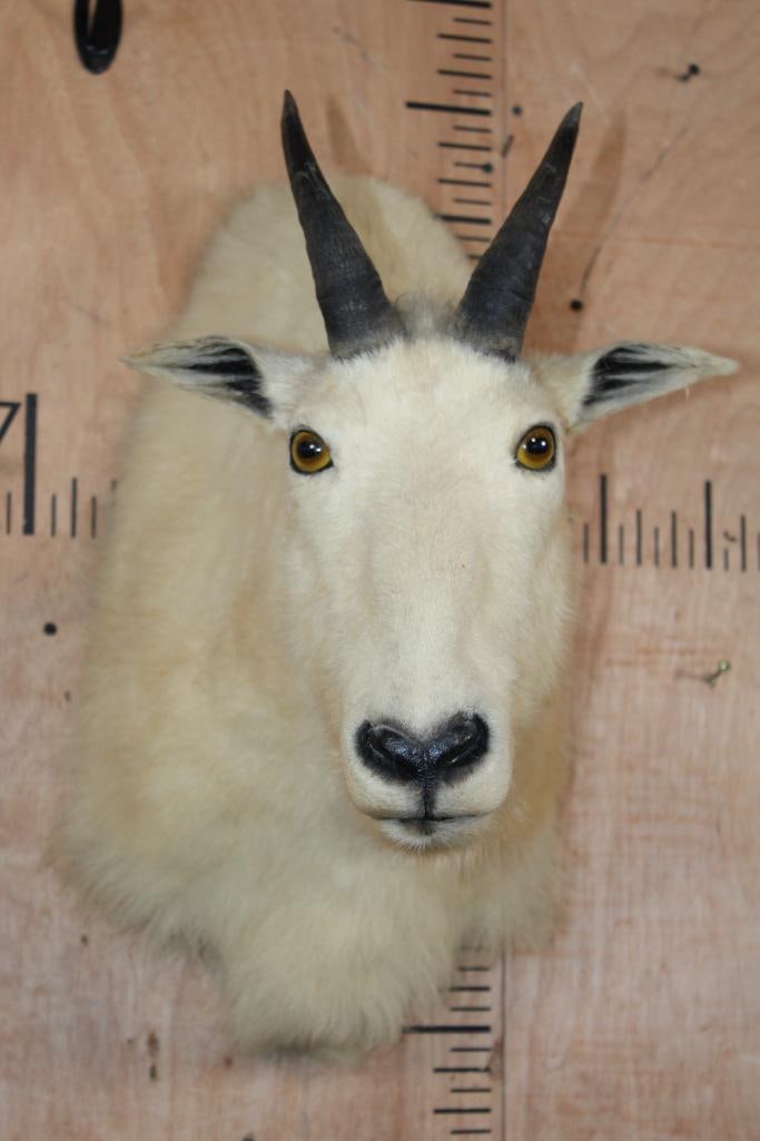MOUNTAIN GOAT Shoulder Mount (1 of 7)