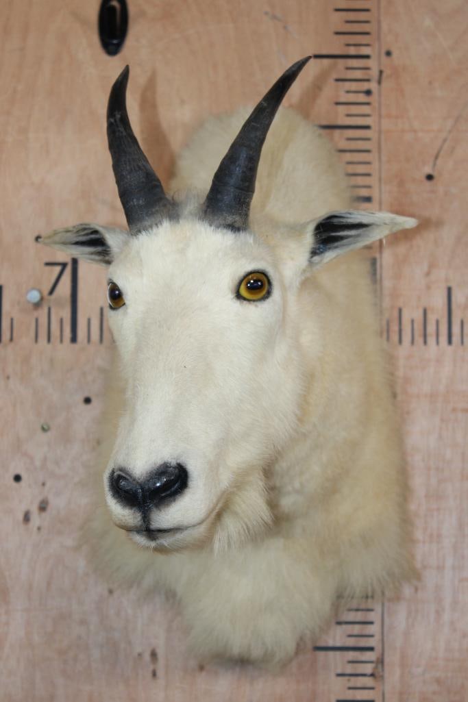 MOUNTAIN GOAT Shoulder Mount - 2