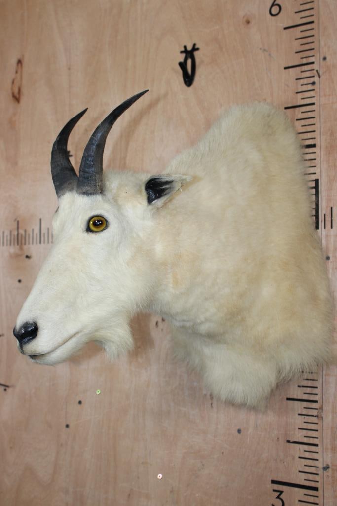 MOUNTAIN GOAT Shoulder Mount - 3
