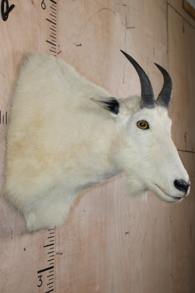 MOUNTAIN GOAT Shoulder Mount - 4