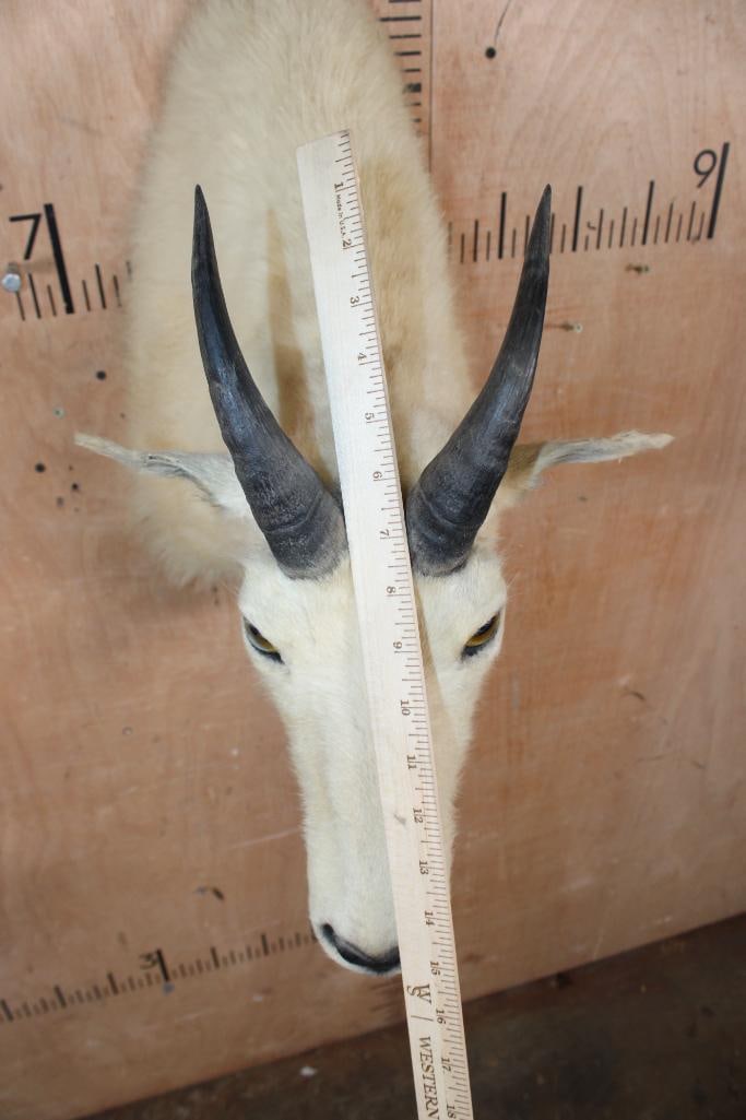 MOUNTAIN GOAT Shoulder Mount - 5