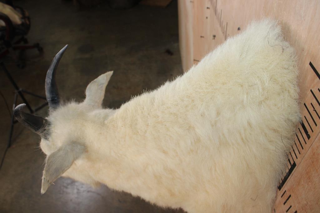 MOUNTAIN GOAT Shoulder Mount - 6