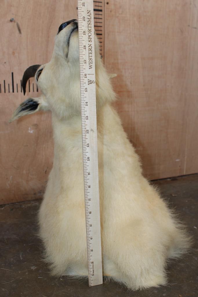 MOUNTAIN GOAT Shoulder Mount - 7