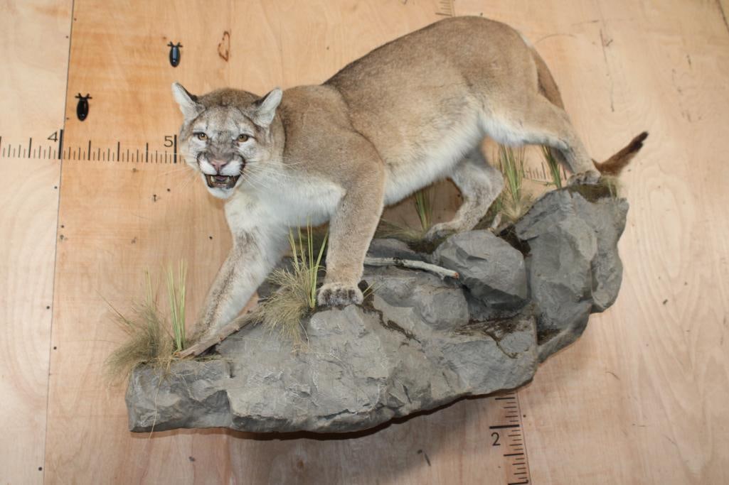Big Life-sized MOUNTAIN LION or COUGAR on a Decorative Rock Wall Base: Incredible, Very Nice, Clean, and Big Life-sized MOUNTAIN LION or COUGAR. It is mounted on a decorative Rock Wall Hanging Base. This is a High Quality mount with a great face. It measures 60" Long x 4