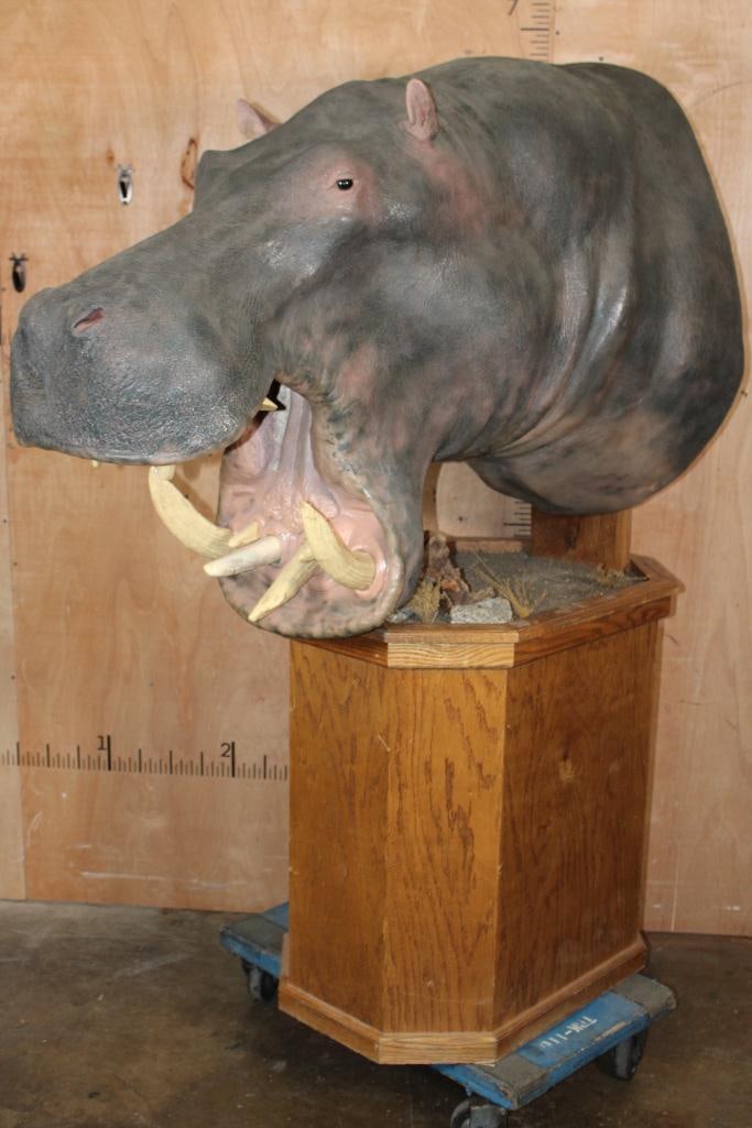 *Real Skin* HIPPOPOTAMUS Pedestal Mount with Reproduction Teeth: Nice *Real Skin* HIPPOPOTAMUS Shoulder Mount with Reproduction Teeth. It is mounted on a Wood Pedestal, the Hippo is Removable. The Total Mount measures 55" Long x 30" Wide x 71" Tall and is in Good C