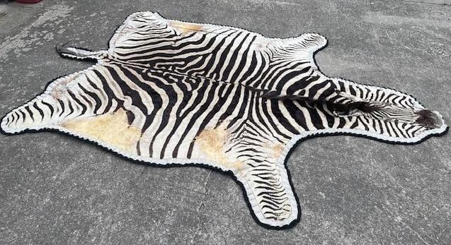 Huge Double-Felted ZEBRA Rug: Huge Double-Felted ZEBRA Rug or ZEBRA HIDE. It measures 10' 8" Long x 80" (across the front legs) and 6' (across the center). It has some wear. AFRICAN SAFARI AND TAXIDERMY DECOR 