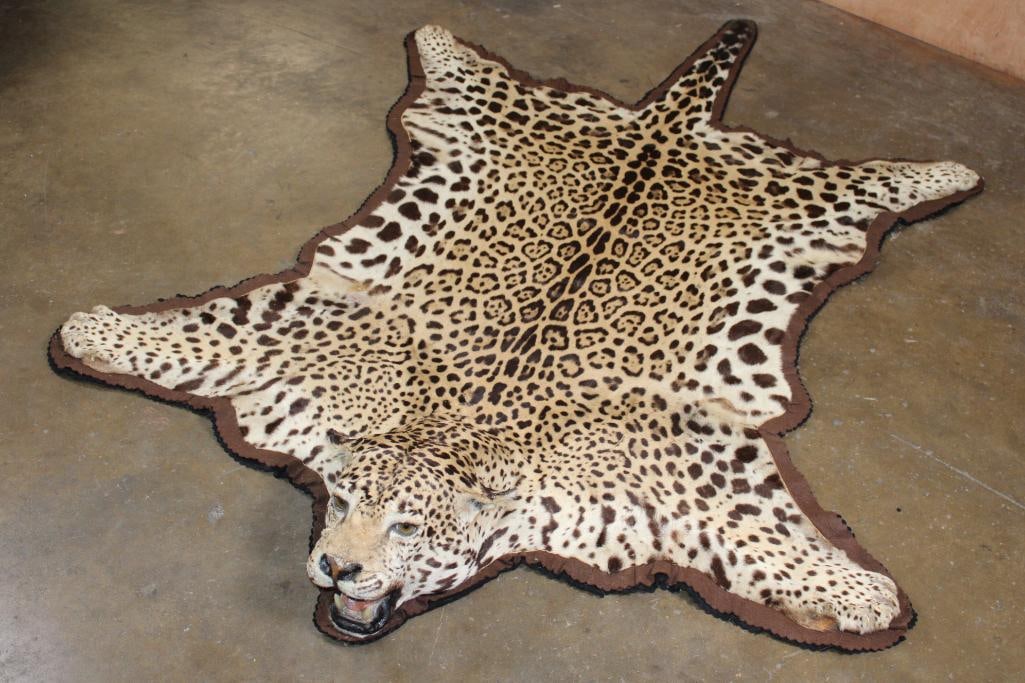 *TEXAS RESIDENTS ONLY* JAGUAR Hide Rug with its Head, All its Claws, and Double Felted Backing: *TEXAS RESIDENTS ONLY*! Nice and Clean JAGUAR Hide Rug. It is mounted with its Head, All its Claws, and a Double Felted Backing. It measures 85" Long x 59" Wide. Other than a few minor imperfe