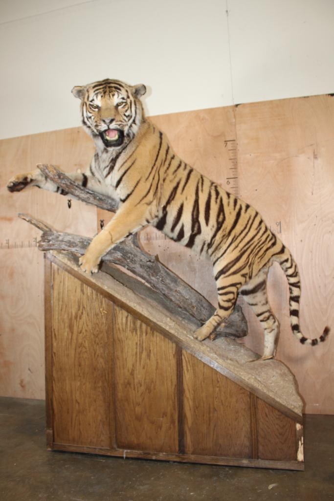 *TEXAS RESIDENTS ONLY* Huge Life-sized TIGER Mounted on an Inclined Base (1 of 15)