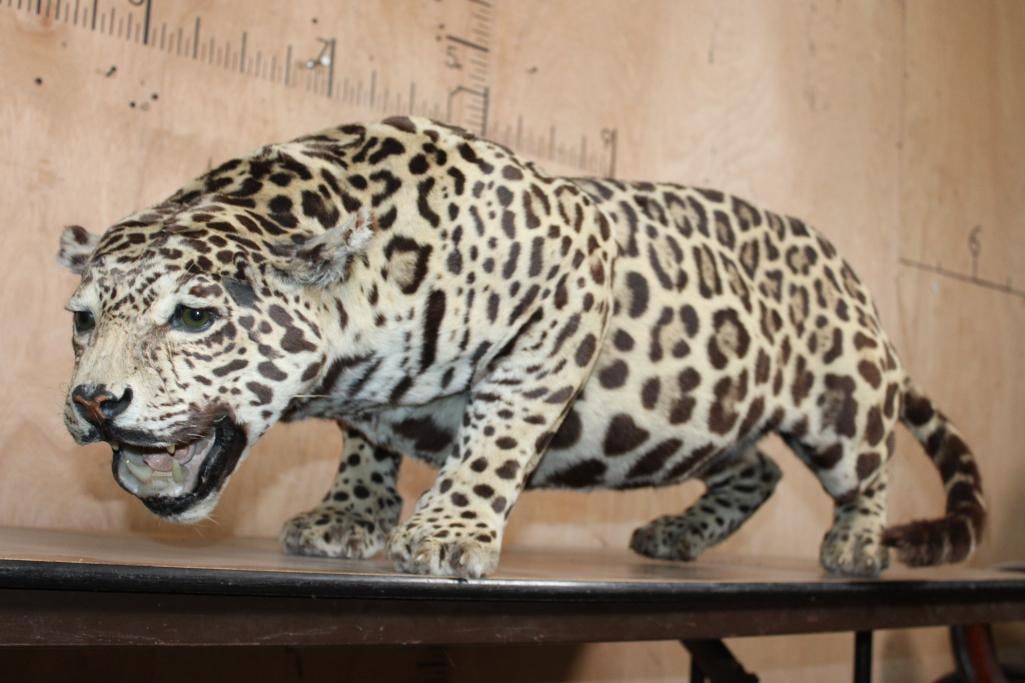 *TEXAS RESIDENTS ONLY* Life-sized Freestanding JAGUAR (1 of 12)