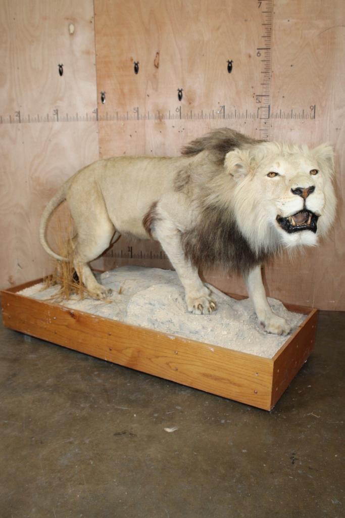 *TEXAS RESIDENTS ONLY* Big AFRICAN LION Mounted on a Wood Base with Wheels (1 of 15)
