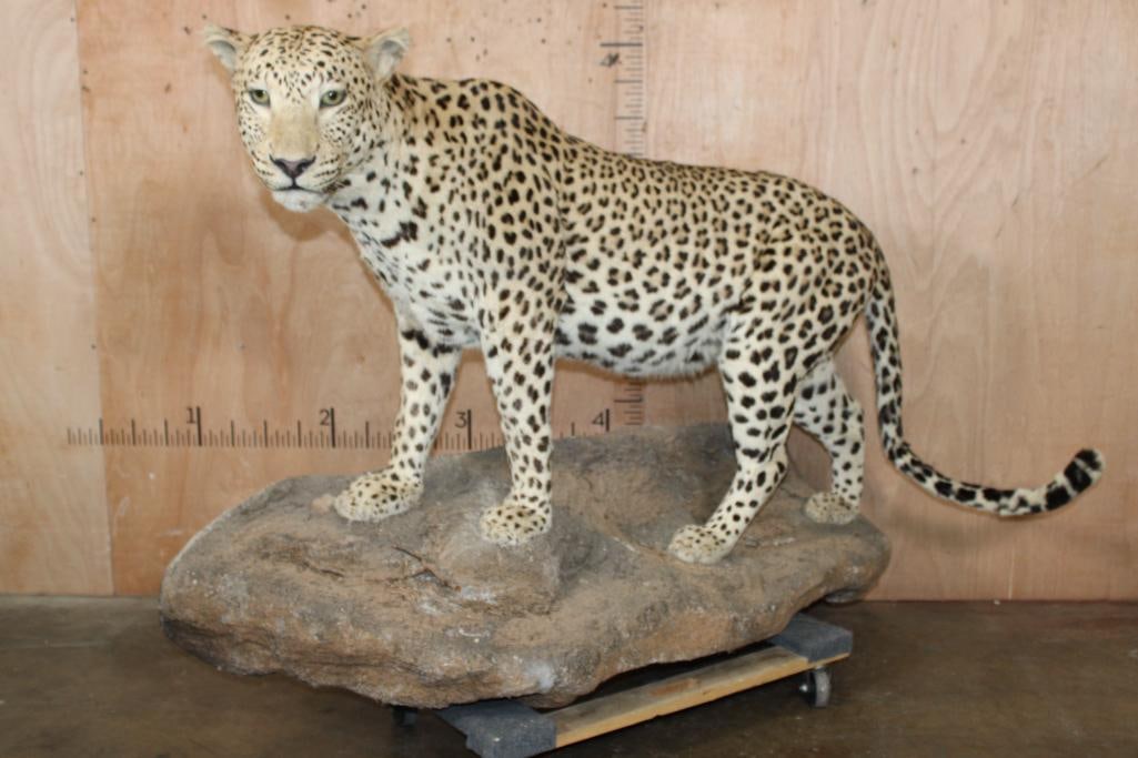 *TEXAS RESIDENTS ONLY* XXL Life-sized LEOPARD on a Decorative Wall Base (1 of 9)
