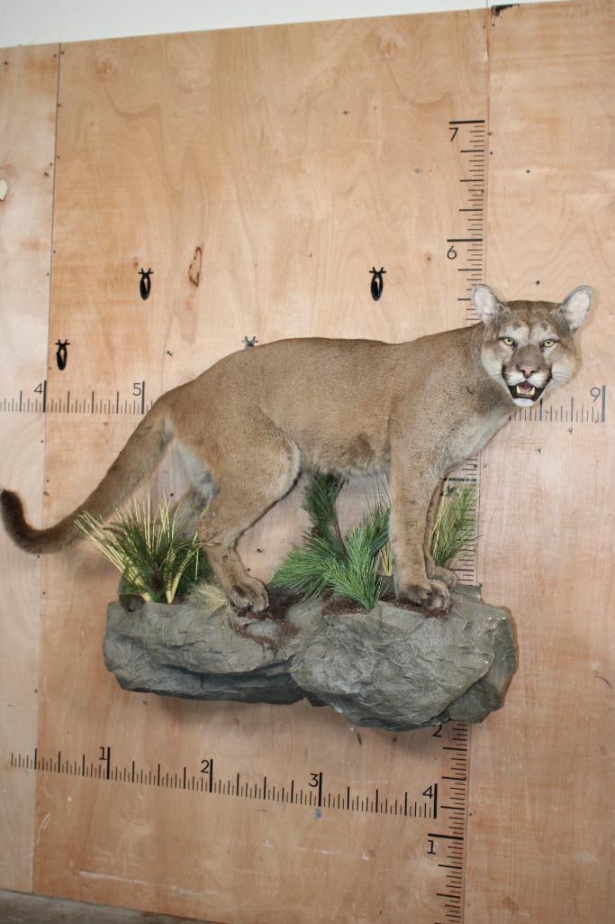 Life-sized MOUNTAIN LION or COUGAR on a Decorative Wall Base (1 of 12)