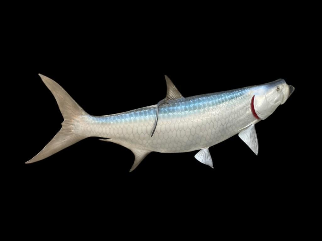 *New* MONSTER Sized Reproduction TARPON Fish Taxidermy Mount: *New* MONSTER Sized Reproduction TARPON Fish Taxidermy Mount. It measures 72" Long or 6' Foot Long x 18" Wide. This will look Awesome in a Beach House or any ocean or nautical themed space. TAXIDERMY 
