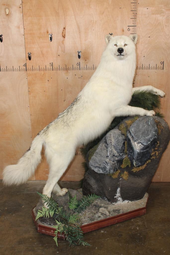 Big ARCTIC WOLF on a Decorative Rock Base with Wheels (1 of 6)