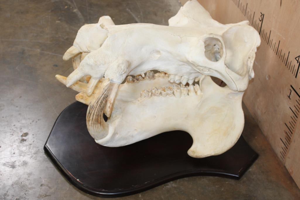 *Real Ivory Tusk* XL HIPPOPOTAMUS Skull Mounted on a Wood Plaque (1 of 11)