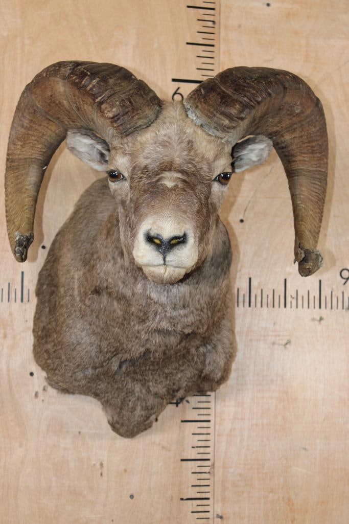 XXL ROCKY MOUNTAIN BIGHORN Sheep Shoulder Mount: XXL ROCKY MOUNTAIN BIGHORN Sheep Shoulder Mount. The Horns measure 32.5" Long and 15.5" around the Horn Base and 32 5/8" Long and 15 3/8" around the Horn Base. It is in Very Good Condition. TAXIDERMY&
