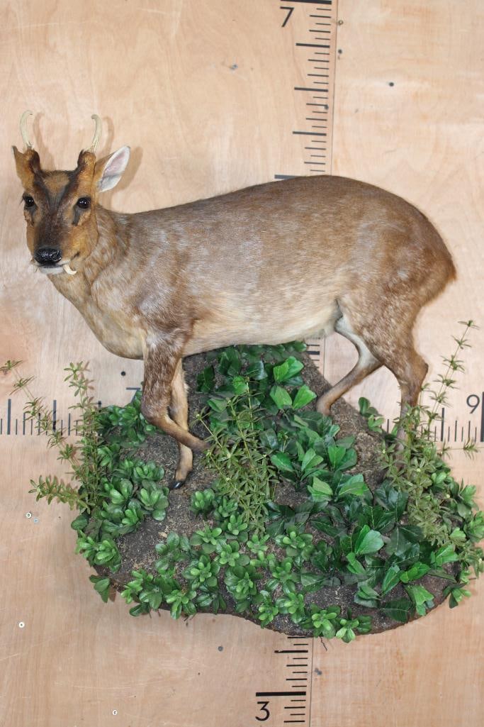 Life-sized REEVE'S MUNTJAC on a Decorative Wall Base (1 of 7)