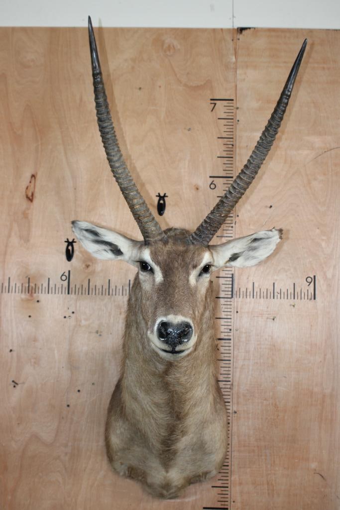 XXL WATERBUCK Shoulder Mount (1 of 6)