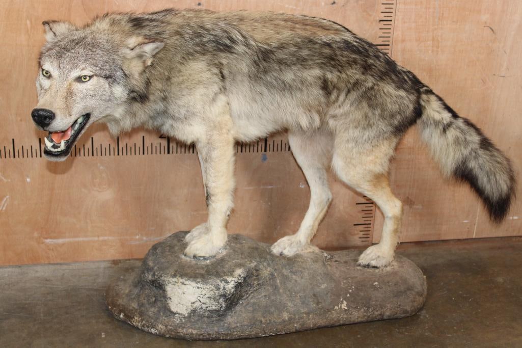 Life-sized WOLF on a Decorative Rock Base (1 of 9)